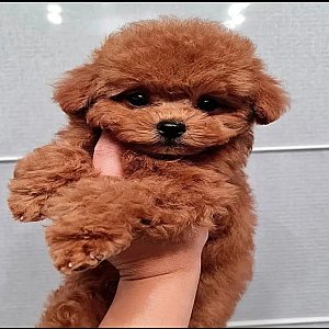 Adorable Teacup Yorkie & Poodle Puppies thumbnail 1