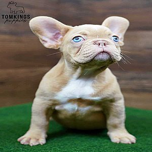 Wera – Playful Isabella Fawn French Bulldog Puppy for Sale thumbnail 2