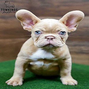 Wera – Playful Isabella Fawn French Bulldog Puppy for Sale thumbnail 3