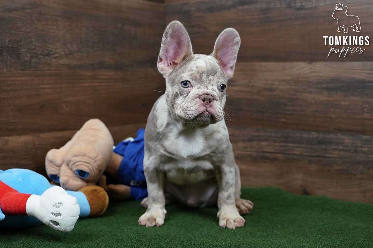 Spotty – Isabella Merle & Tan French Bulldog Puppy for Sale