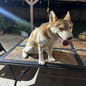 Rehoming Husky Mixed thumbnail 1