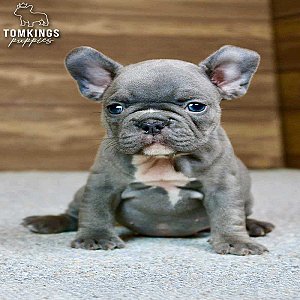 Zella, the Kind Blue French Bulldog Puppy thumbnail 1