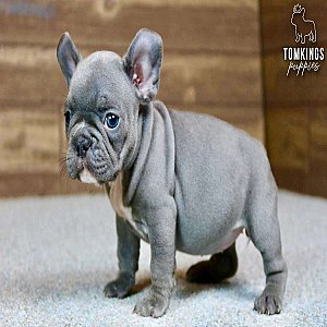 Zella, the Kind Blue French Bulldog Puppy thumbnail 3