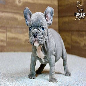 Zella, the Kind Blue French Bulldog Puppy thumbnail 4