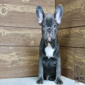 Titus, the Hero – Blue French Bulldog Puppy thumbnail 3