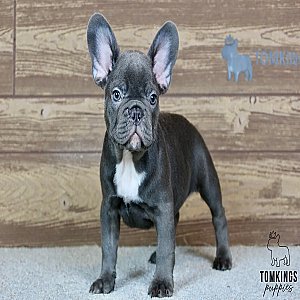 Titus, the Hero – Blue French Bulldog Puppy thumbnail 4