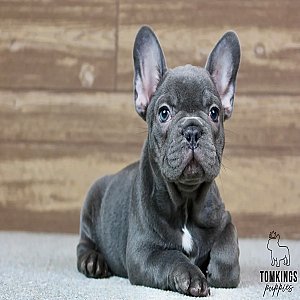 Blue French Bulldog Puppy for Sale – Porthos, the Cozy thumbnail 1