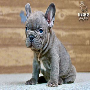 Blue French Bulldog Puppy for Sale – Porthos, the Cozy thumbnail 5
