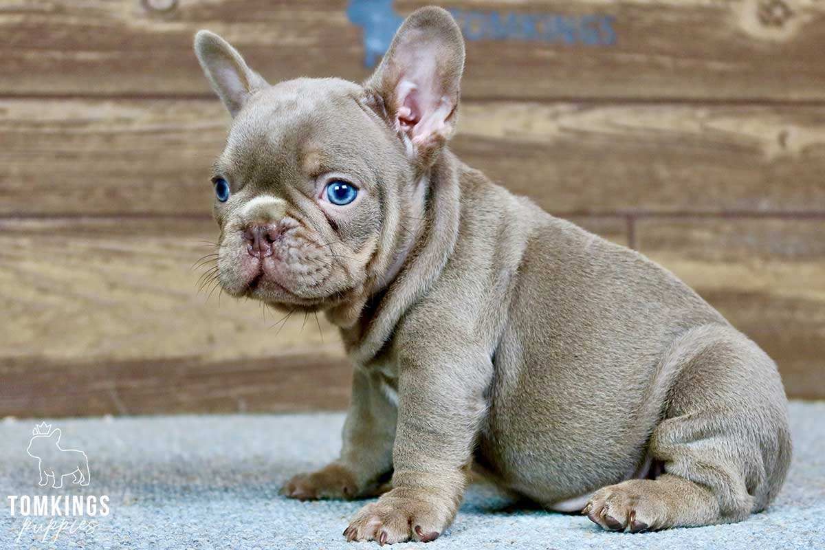 Wolfe, the Wonderboy Isabella French Bulldog Puppy