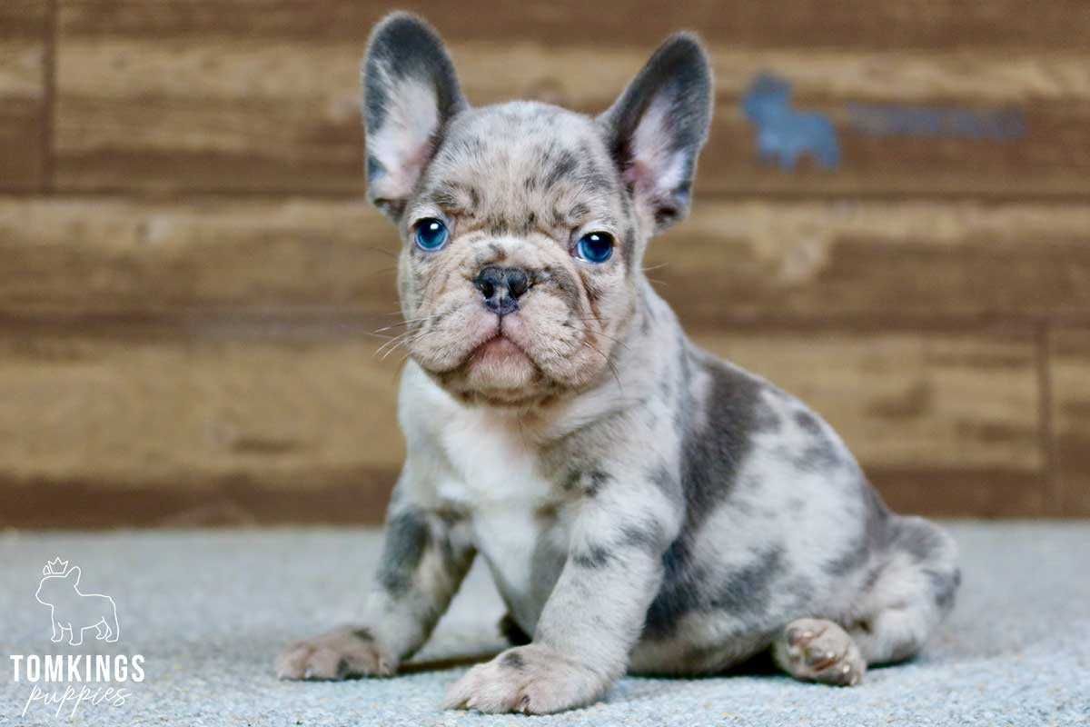 Romeo, the Romantic Blue Merle French Bulldog Puppy