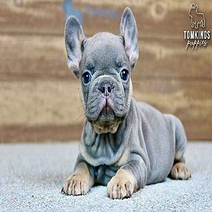 Francesca, the Sweet Blue and Tan French Bulldog Puppy thumbnail 1