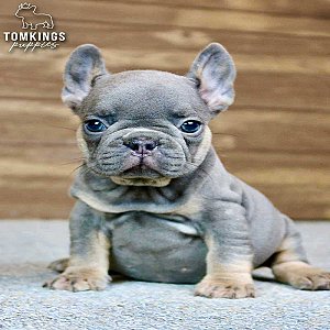 Francesca, the Sweet Blue and Tan French Bulldog Puppy thumbnail 5