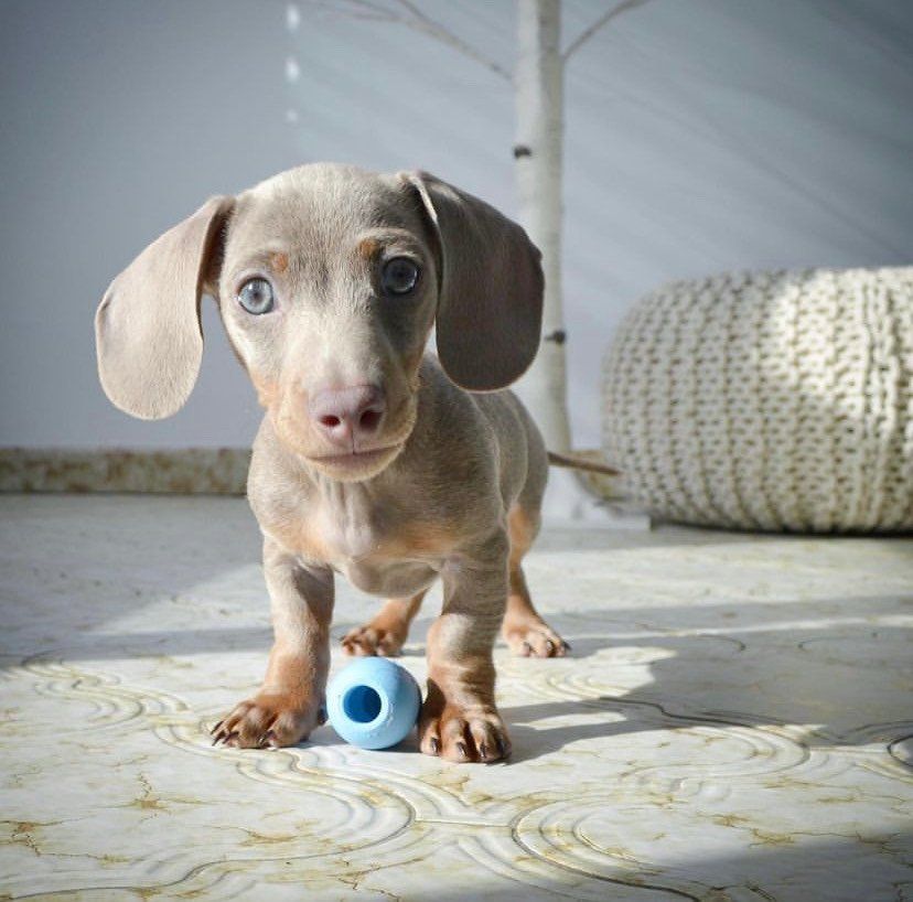 mini Dachshund puppy For sale