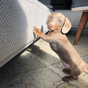mini Dachshund puppy For sale thumbnail 2