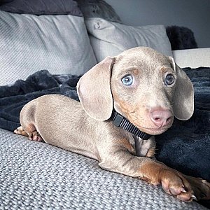 mini Dachshund puppy For sale thumbnail 3