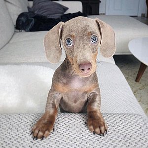 mini Dachshund puppy For sale thumbnail 4