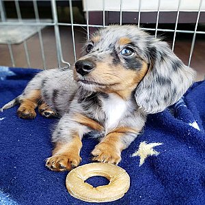 Skimo the mini Dachshund puppy for sale . thumbnail 1