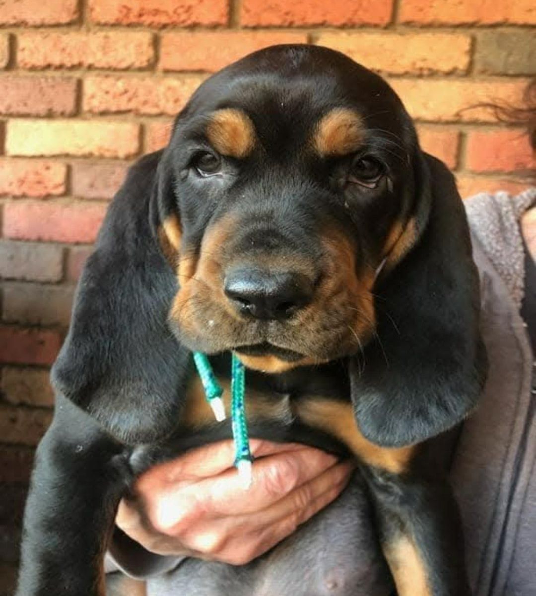Old fashion American black and tan coonhound puppies
