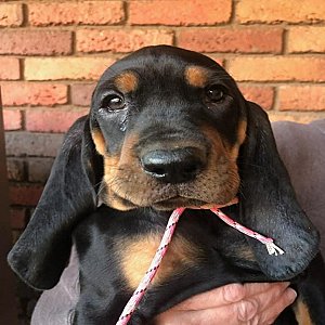 Old fashion American black and tan coonhound puppies thumbnail 2