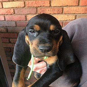 Old fashion American black and tan coonhound puppies thumbnail 3