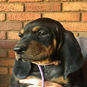 Old fashion American black and tan coonhound puppies thumbnail 4