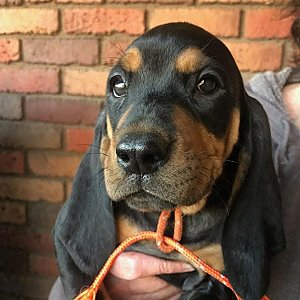 Old fashion American black and tan coonhound puppies thumbnail 5