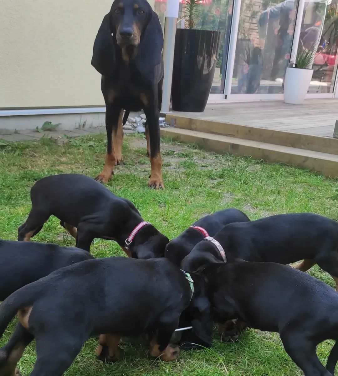 Black and tan coonhound puppies for sale