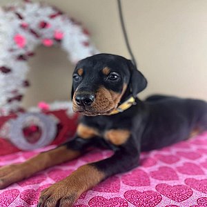 Doberman Pinscher puppies thumbnail 1