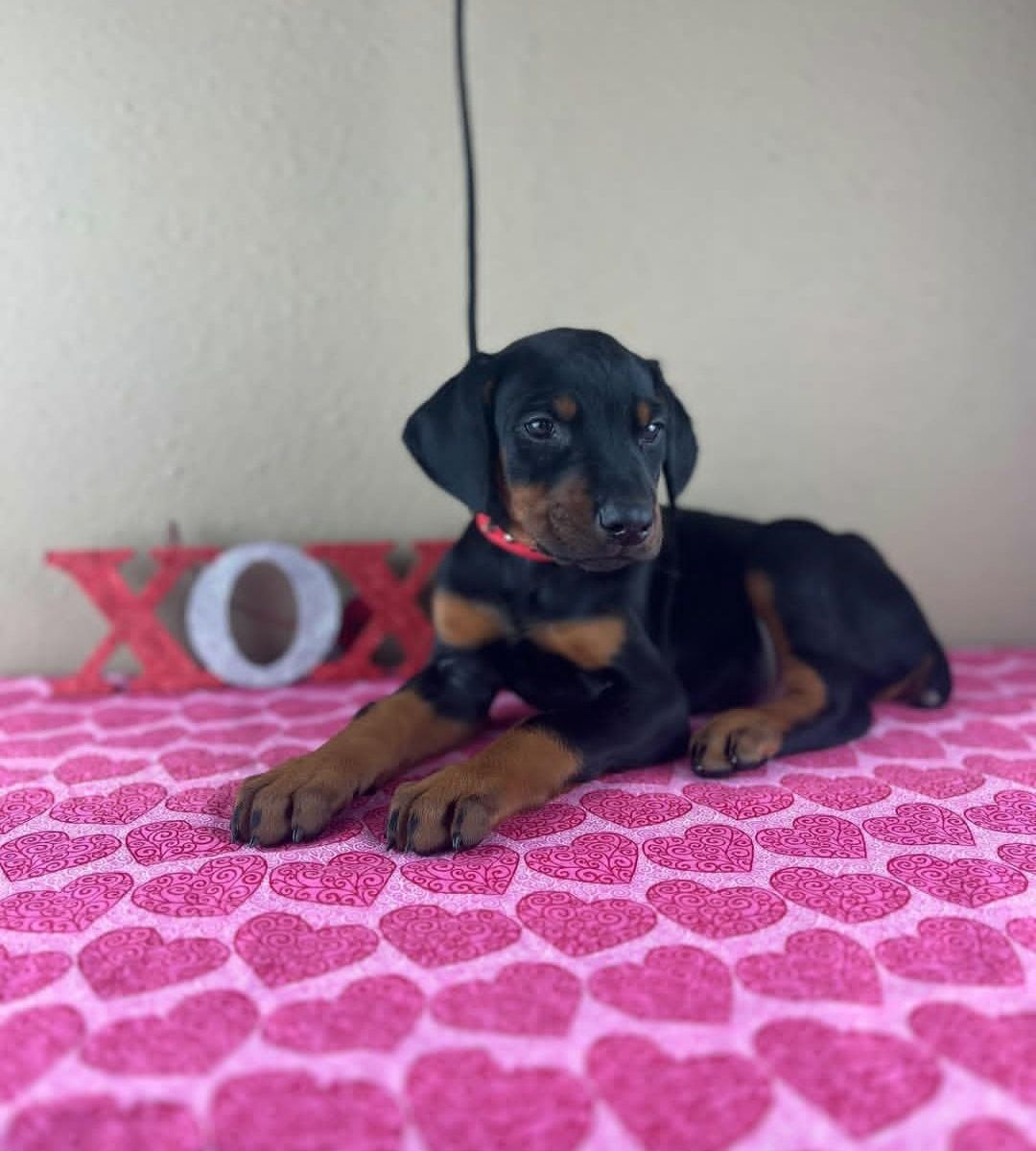 Doberman Pinscher puppies