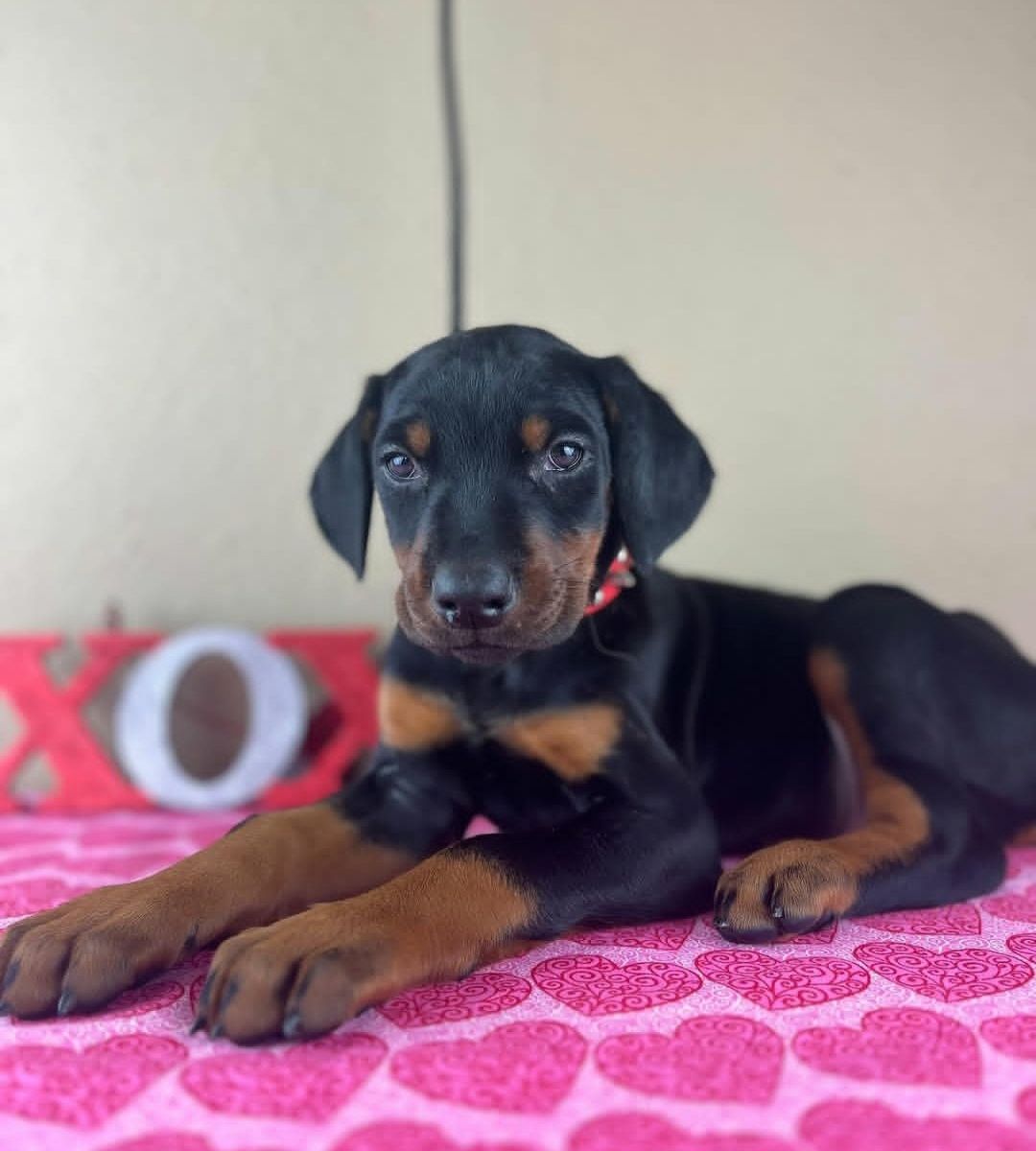Doberman Pinscher puppies thumbnail 2