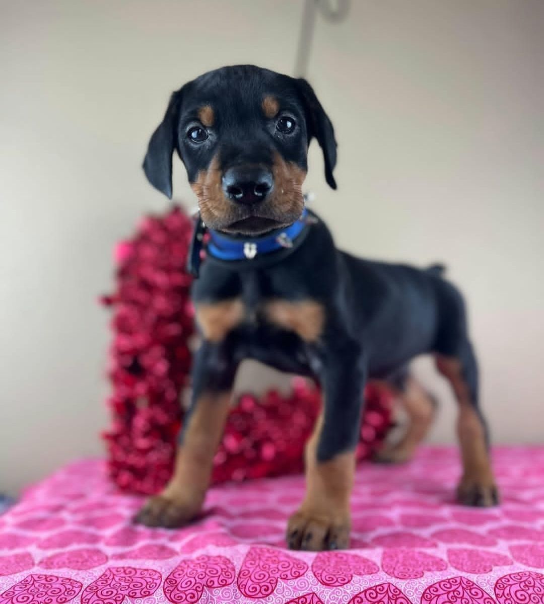 Doberman Pinscher thumbnail 2