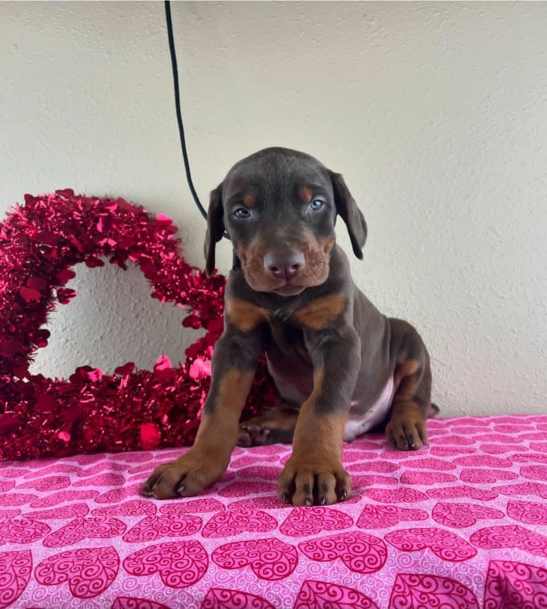 Doberman Pinscher thumbnail 2