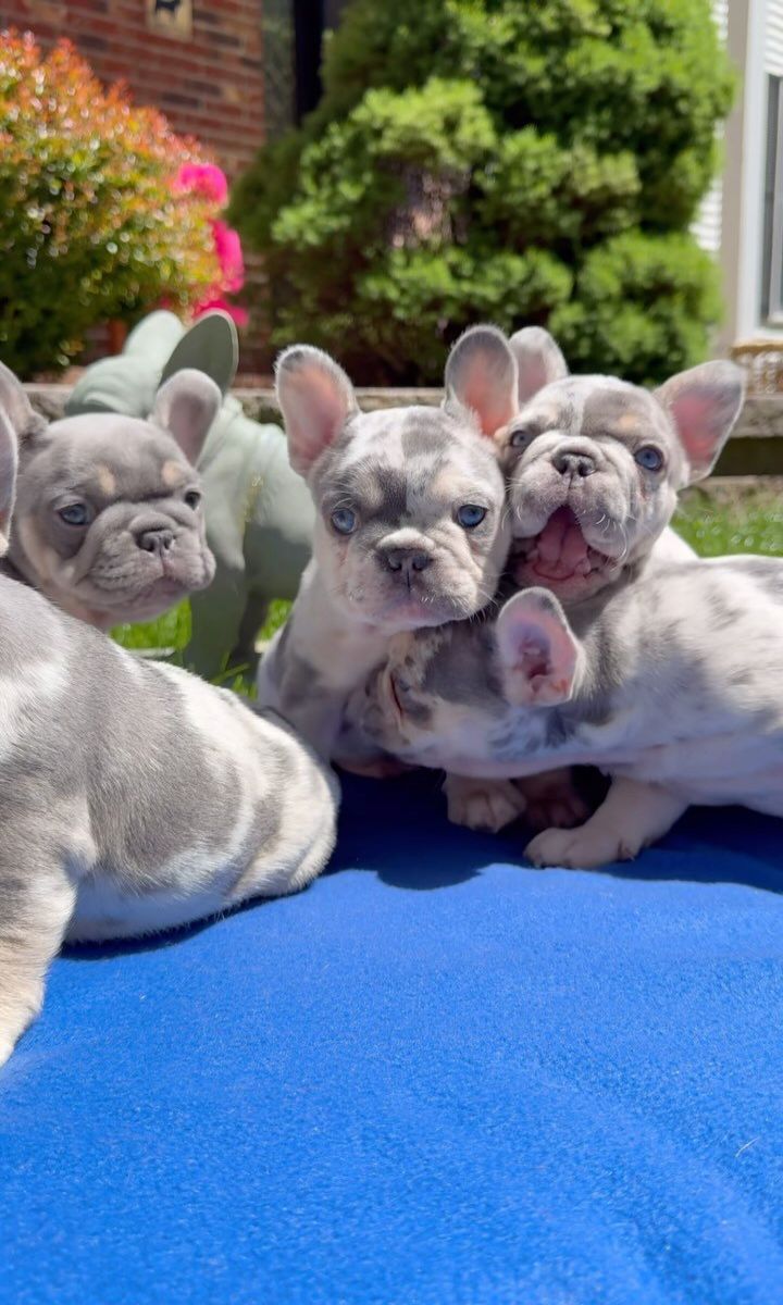 French bulldog