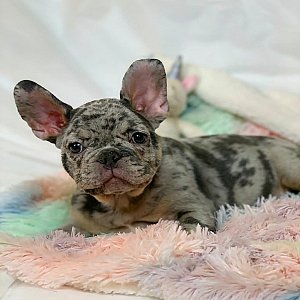 Fluffy French Bulldog thumbnail 1