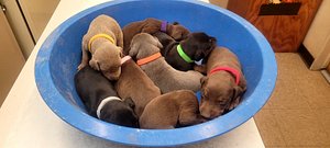 Doberman Puppies thumbnail 1
