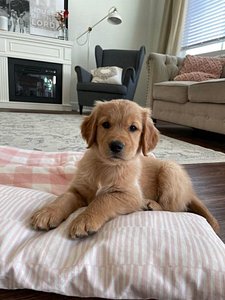 Best / most effective style: Adorable 10-Week-Old Golden Retriever Puppy – Ready for His Forever Home thumbnail 4