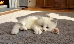 Purebred Ragdoll Delilah needs a new home! thumbnail 3