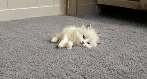 Purebred Ragdoll Delilah needs a new home! thumbnail 4