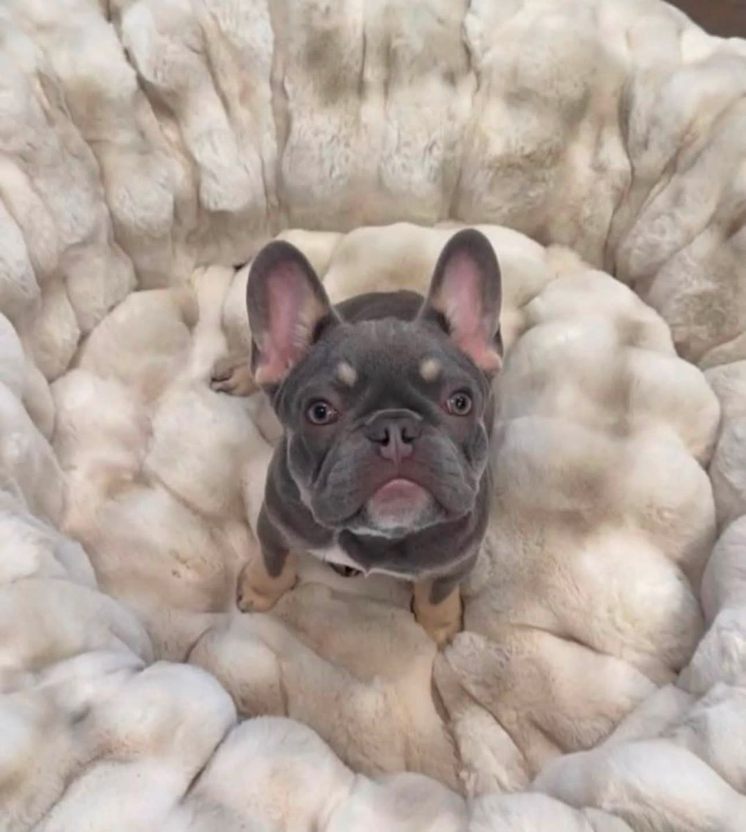 Amazing French bulldog needs new friends
