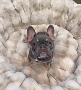 Amazing French bulldog needs new friends  thumbnail 1