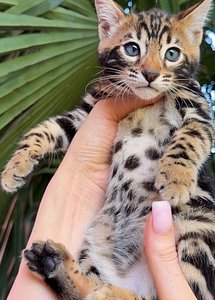 Bengal kittens thumbnail 3