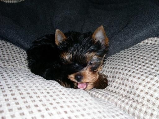 Beautiful Yorkshire Terrier Ready for a New Home