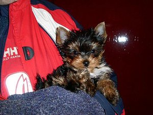 Beautiful Yorkshire Terrier Ready for a New Home thumbnail 2