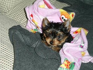 Beautiful Yorkshire Terrier Ready for a New Home thumbnail 4