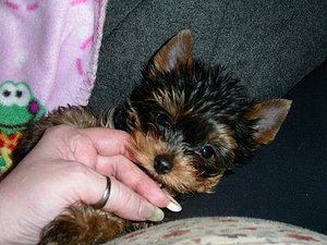Beautiful Yorkshire Terrier Ready for a New Home thumbnail 3