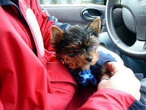 Beautiful Yorkshire Terrier Ready for a New Home thumbnail 6