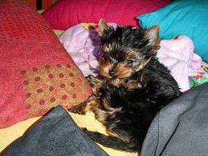 Beautiful Yorkshire Terrier Ready for a New Home thumbnail 5