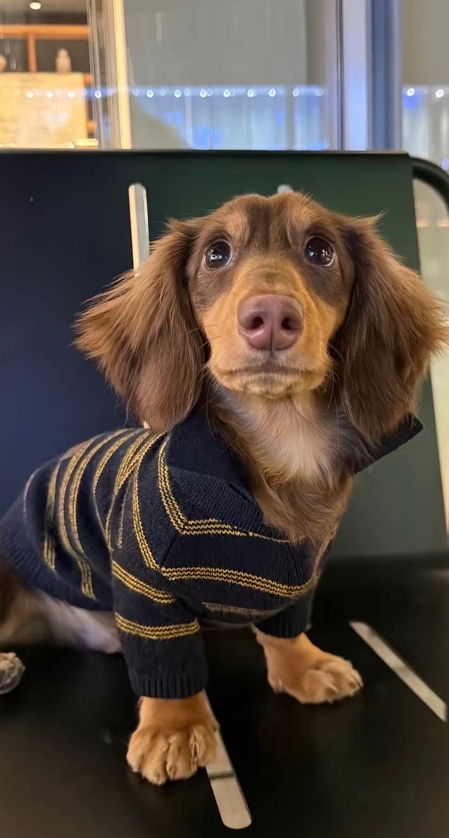 🐾 Meet Molly – Adorable Dachshund