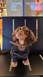 🐾 Meet Molly – Adorable Dachshund thumbnail 2