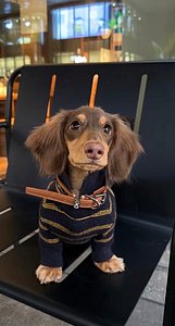 🐾 Meet Molly – Adorable Dachshund thumbnail 3